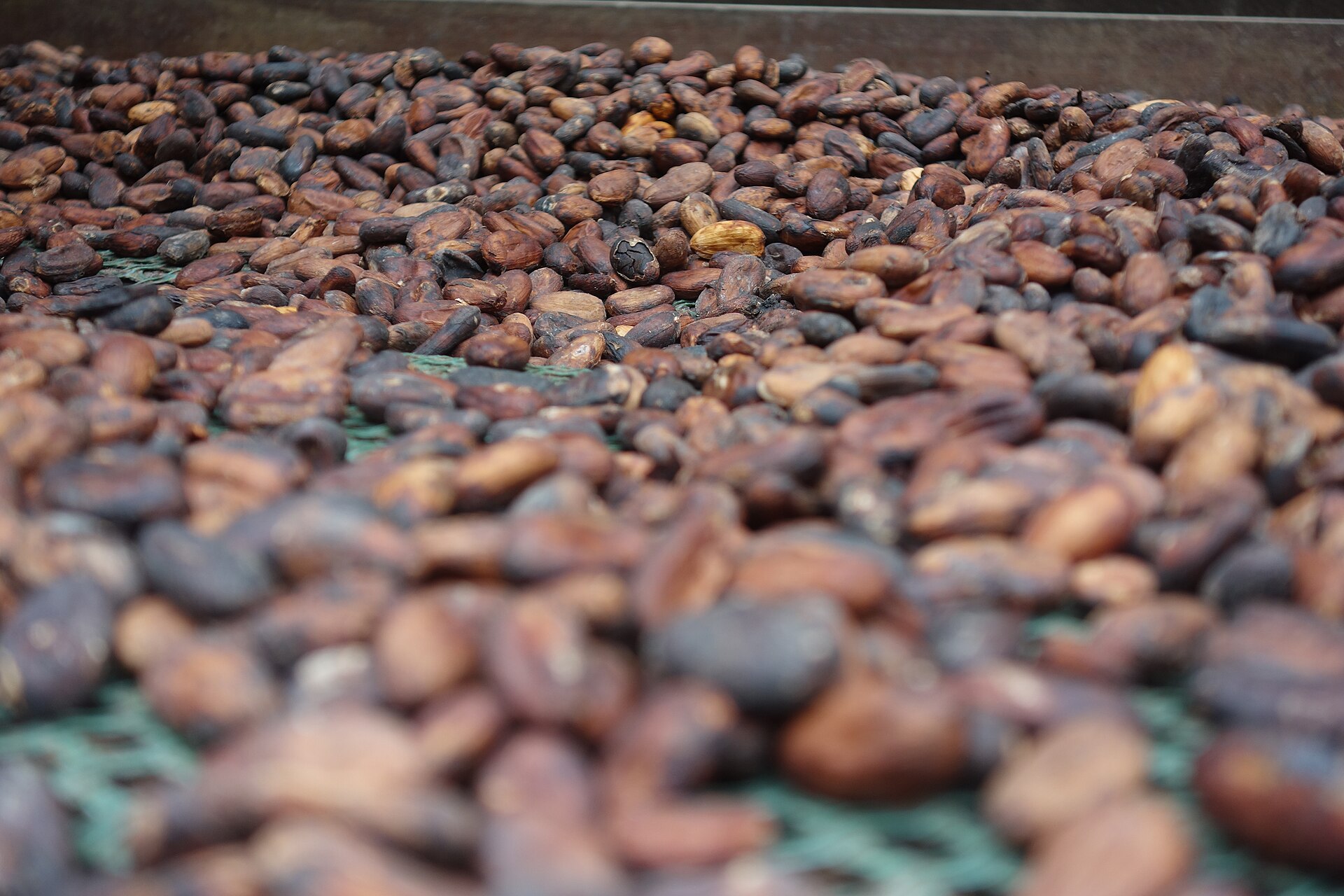 Cocoa Trade 2026: High Prices, Tight Supply, EUDR Next