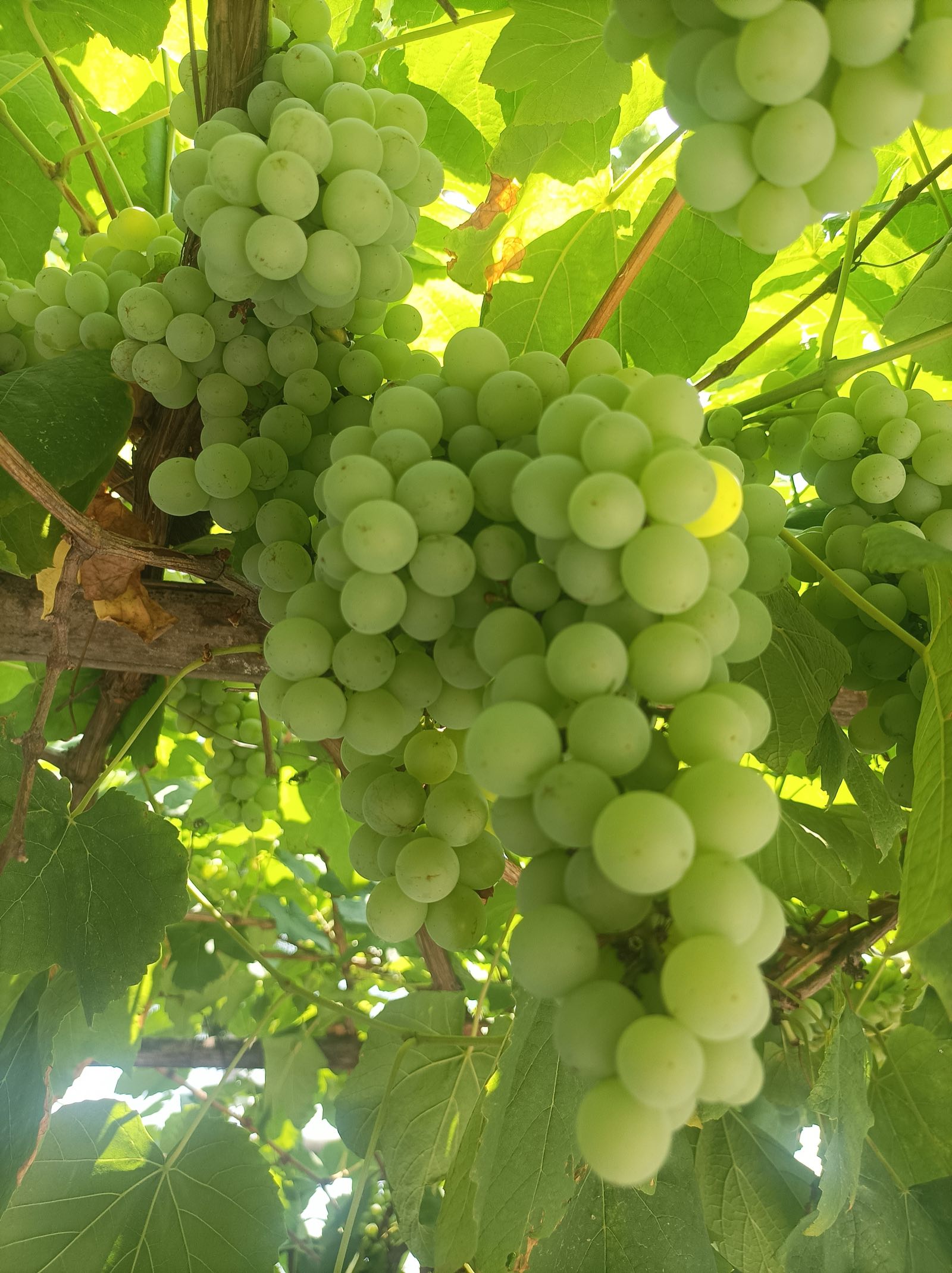 Thompson Seedless grapes boxed and graded for export at a Nashik packhouse