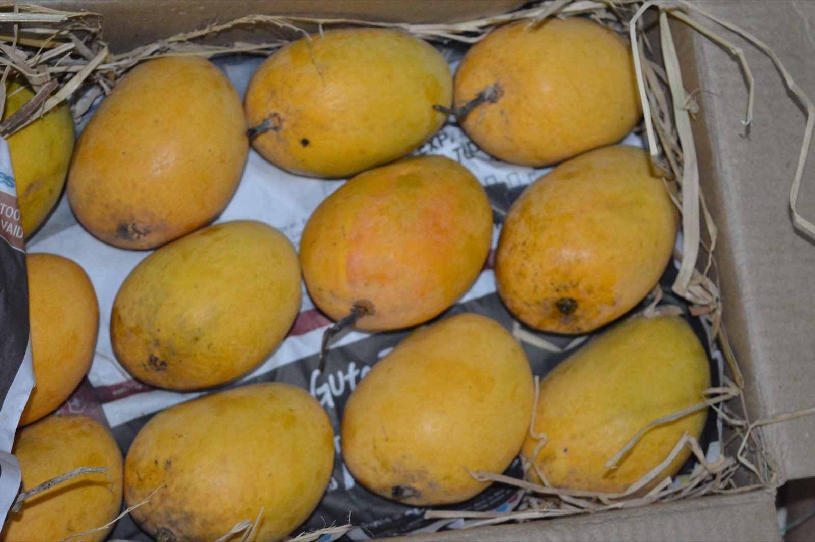 Alphonso mangoes boxed and graded for export from India