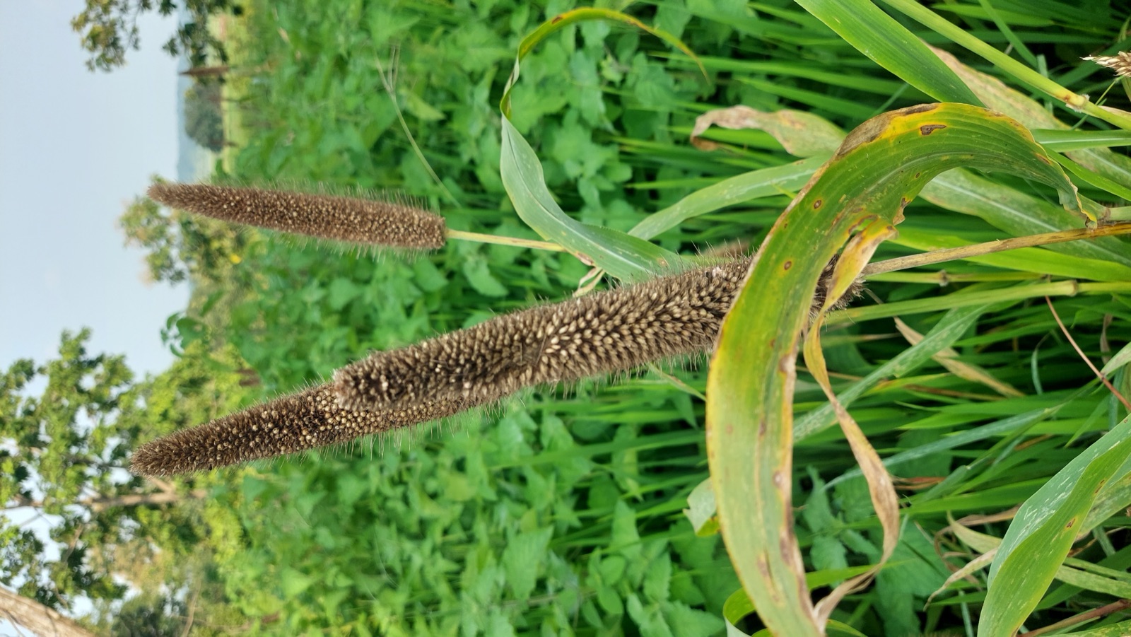 Bajra, ragi and jowar millets bagged for export from India to UAE, Saudi and US buyers