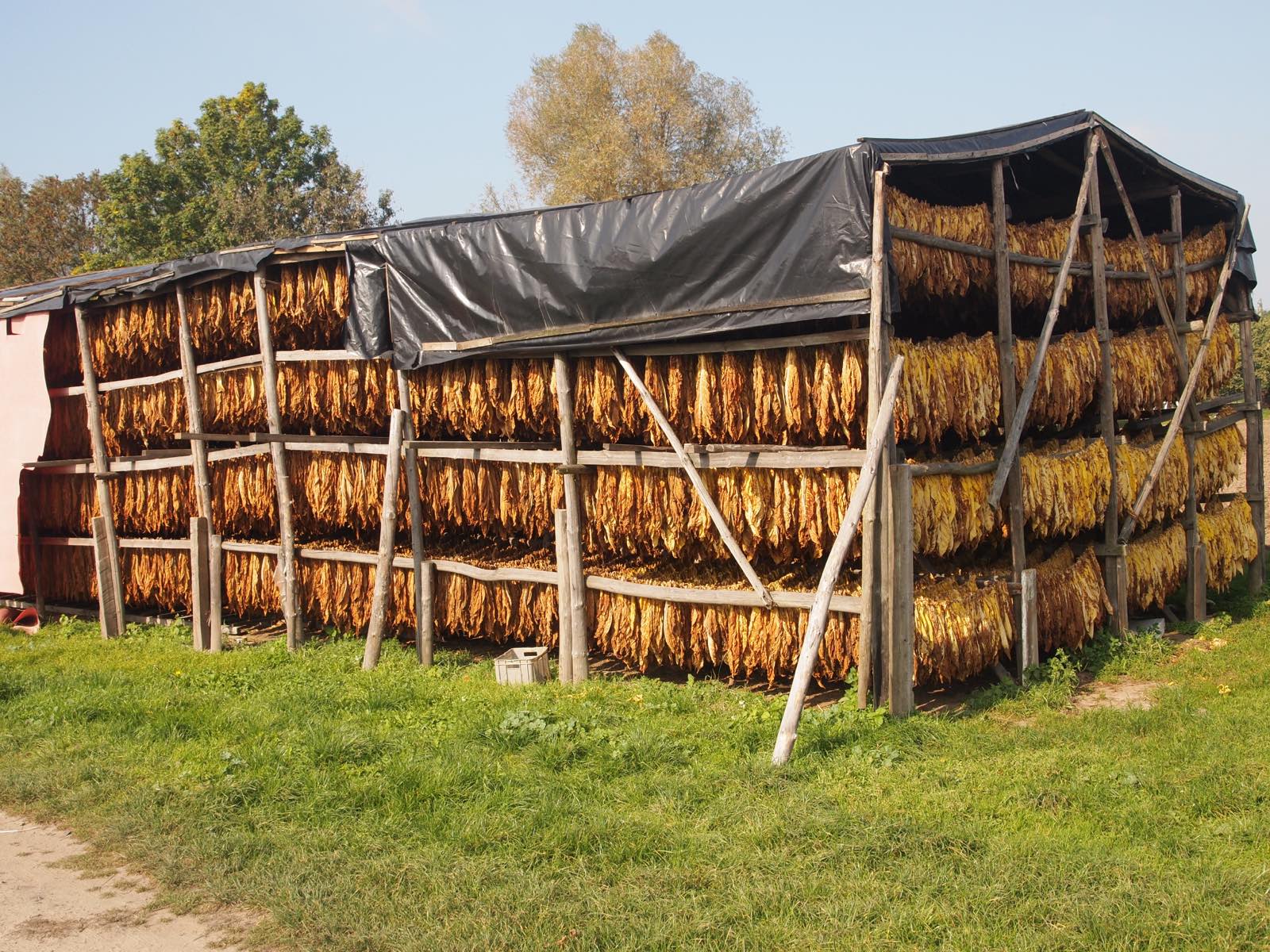 Bales of flue-cured Virginia tobacco graded for export at an Indian auction platform