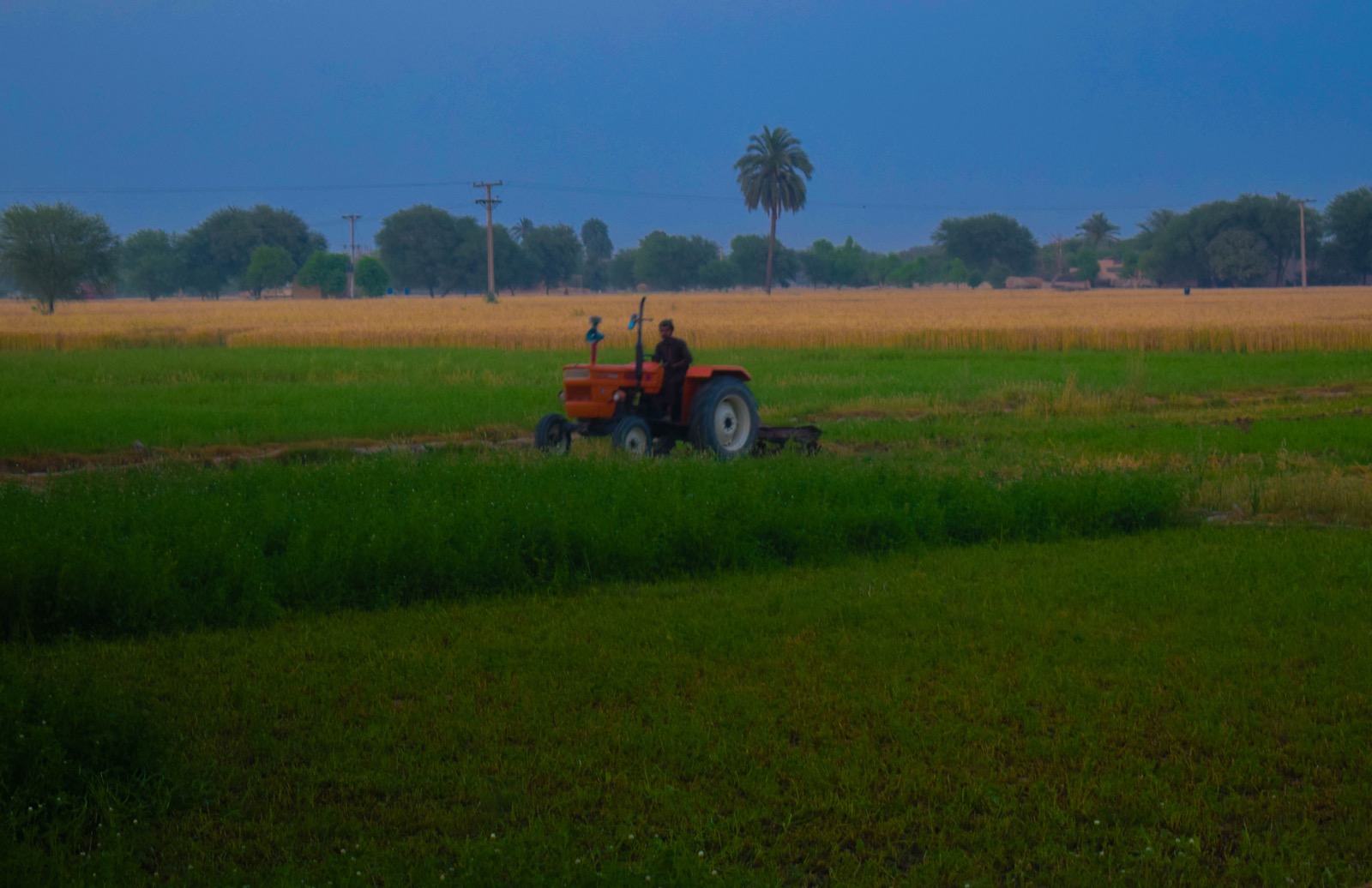 Bulk wheat grain loaded for export at an Indian port after the 2026 quota reopening